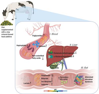 Supplementing a Clay Mineral-Based Feed Additive Modulated Fecal Microbiota Composition, Liver Health, and Lipid Serum Metabolome in Dairy Cows Fed Starch-Rich Diets